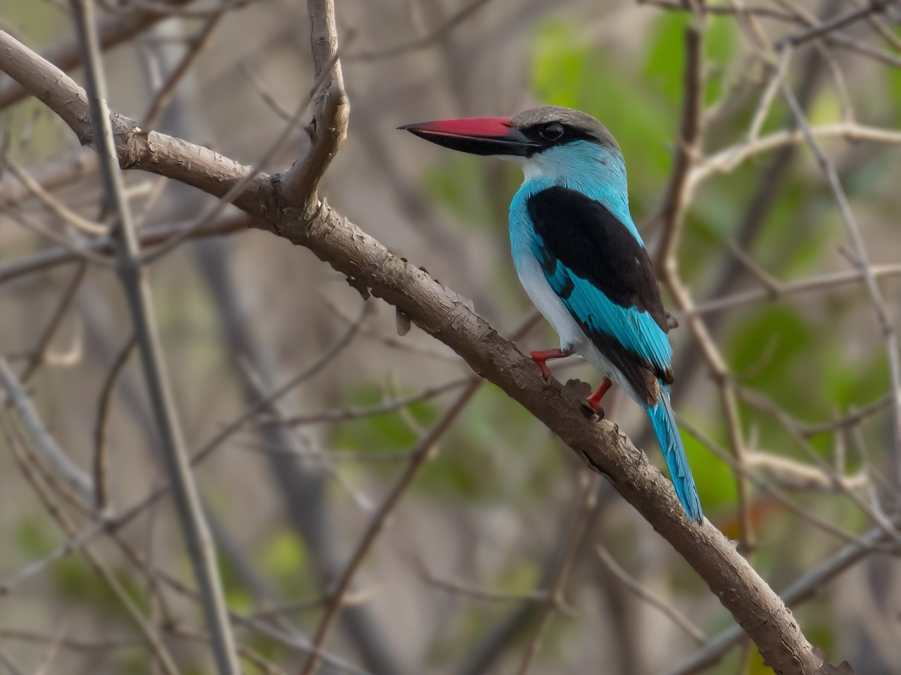 image Blue-breasted Kingfisher